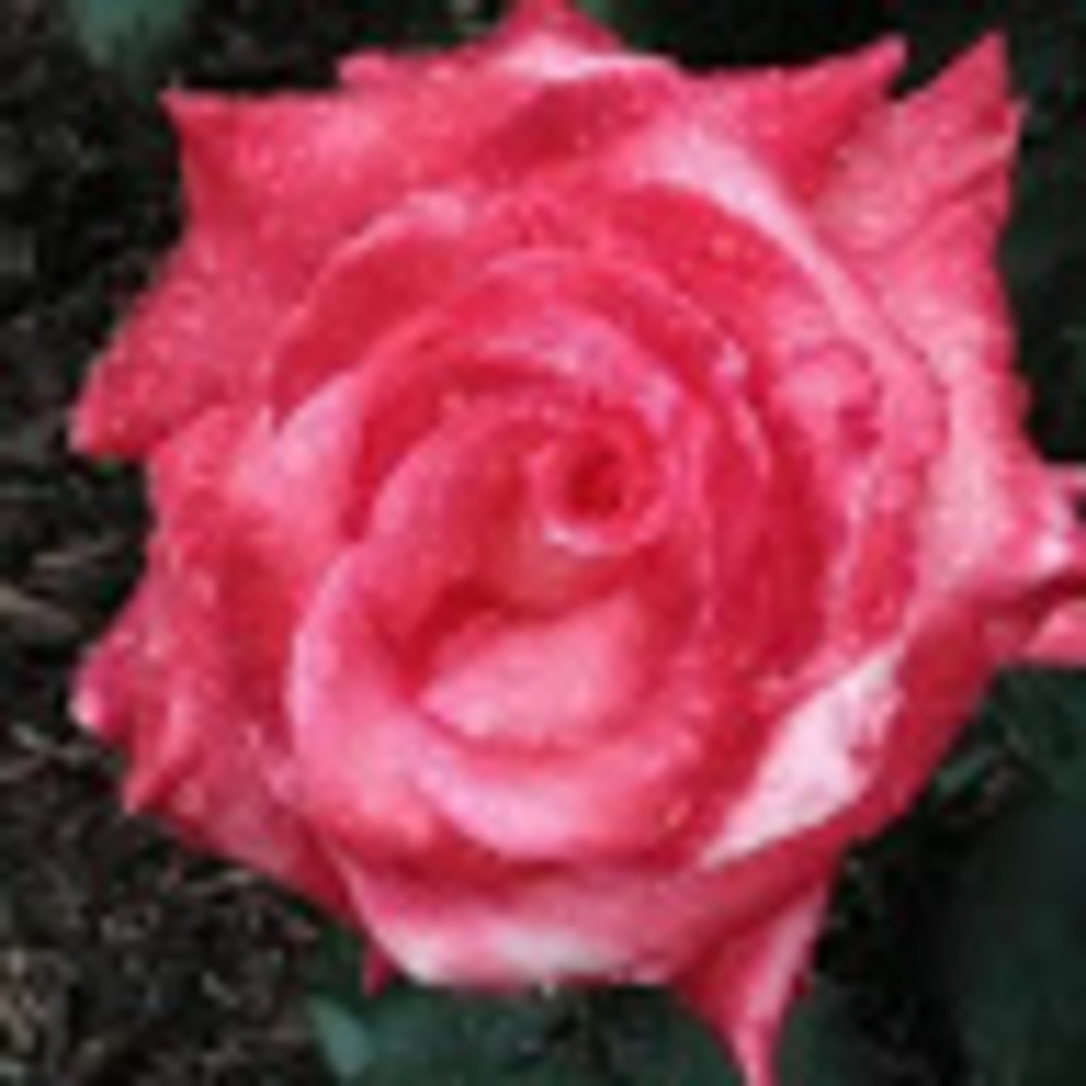 Meet your Posher, Liz in